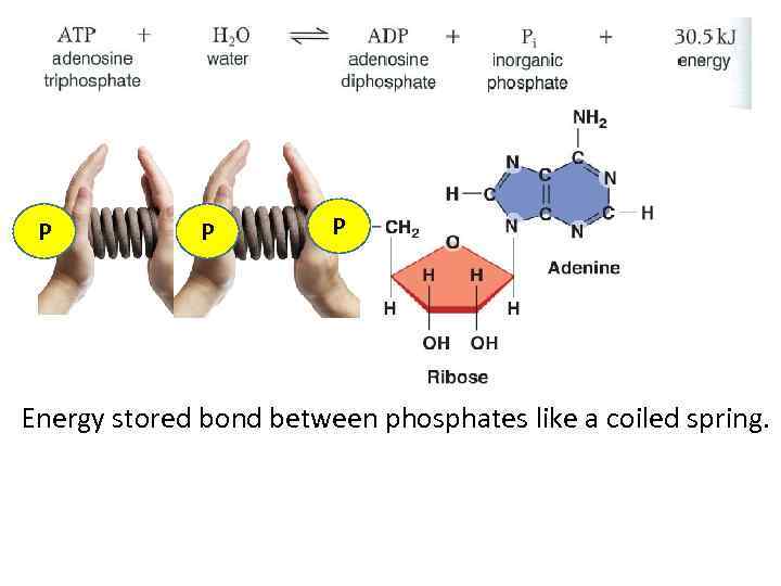 P P P Energy stored bond between phosphates like a coiled spring. 