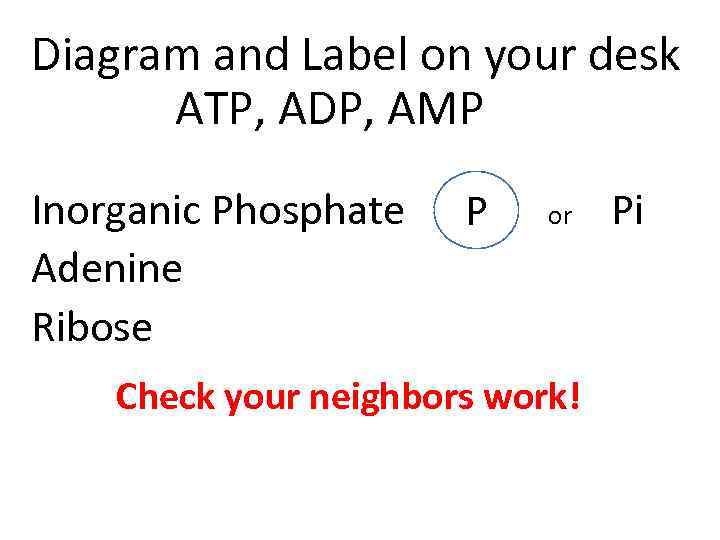 Diagram and Label on your desk ATP, ADP, AMP Inorganic Phosphate or Pi P