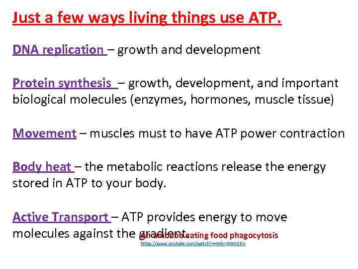 Just a few ways living things use ATP. DNA replication – growth and development