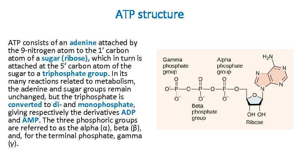 ATP structure ATP consists of an adenine attached by the 9 -nitrogen atom to