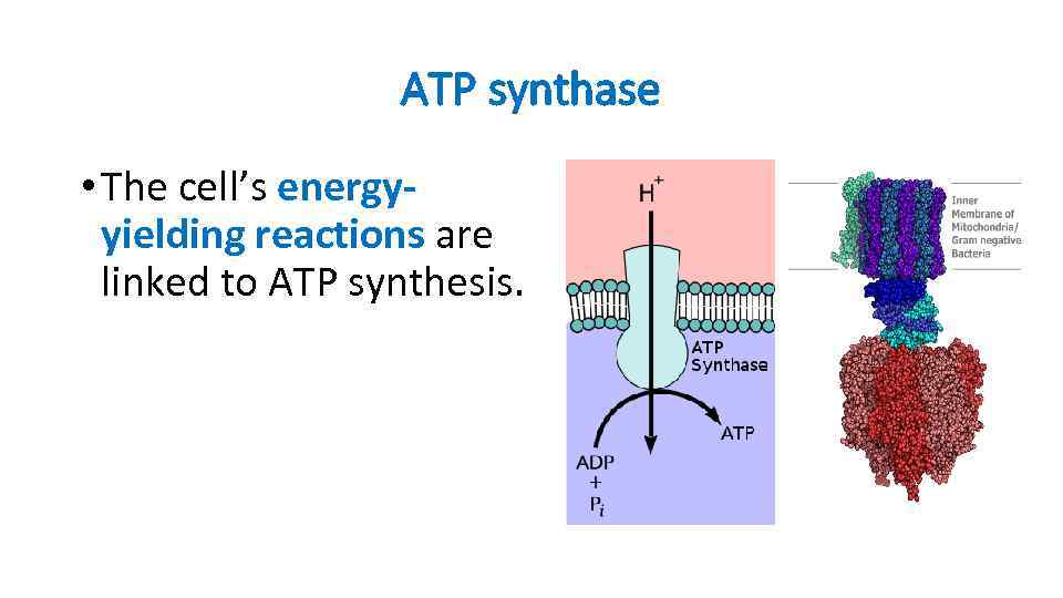 ATP synthase • The cell’s energyyielding reactions are linked to ATP synthesis. 