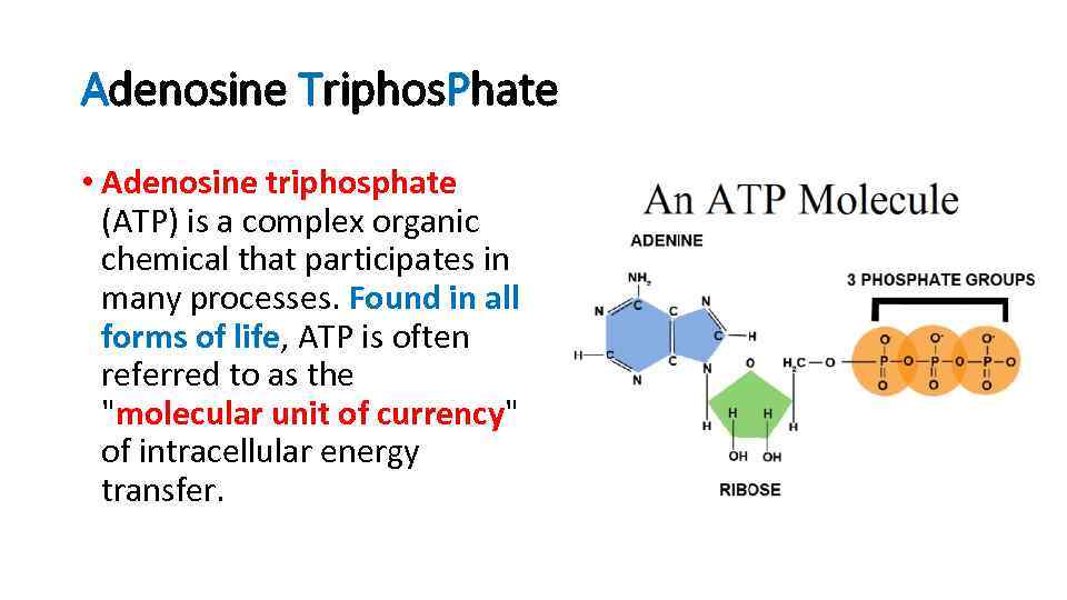 Adenosine Triphos. Phate • Adenosine triphosphate (ATP) is a complex organic chemical that participates