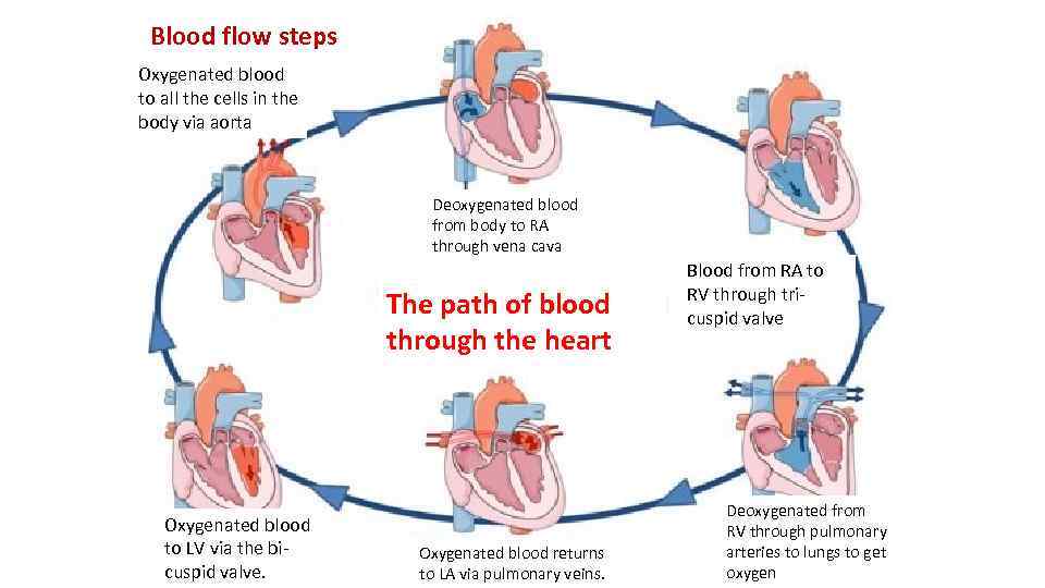 Blood flow steps Oxygenated blood to all the cells in the body via aorta