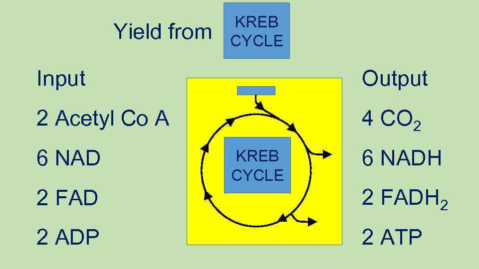 Yield from KREB CYCLE Input Output 2 Acetyl Co A 4 CO 2 6