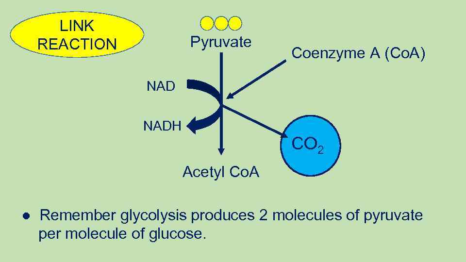 LINK REACTION Pyruvate Coenzyme A (Co. A) NADH CO 2 Acetyl Co. A ●
