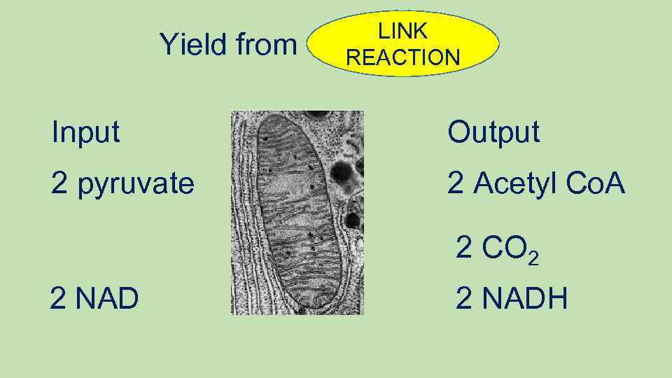 Yield from LINK REACTION Input Output 2 pyruvate 2 Acetyl Co. A 2 CO