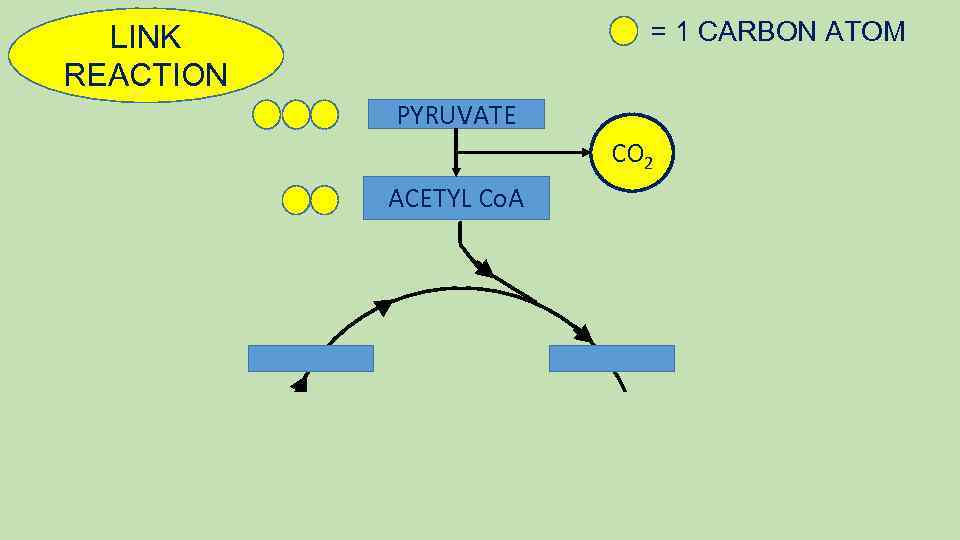 = 1 CARBON ATOM LINK REACTION PYRUVATE CO 2 ACETYL Co. A 
