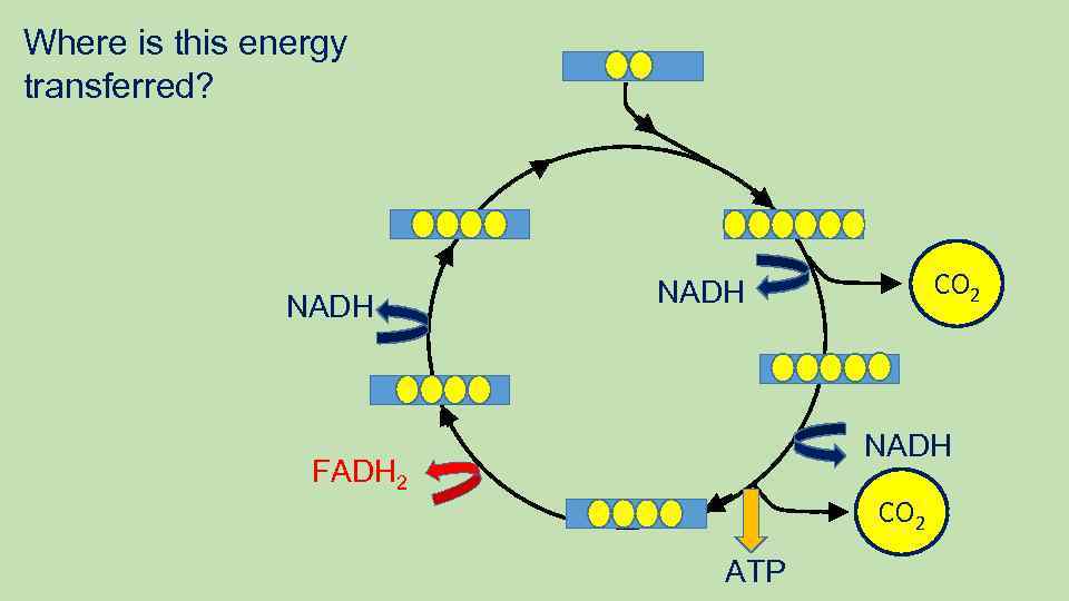 Where is this energy transferred? NADH CO 2 NADH v NADH FADH 2 CO