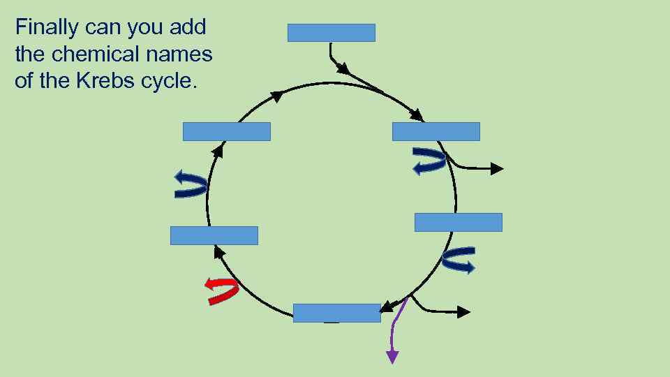 Finally can you add the chemical names of the Krebs cycle. 