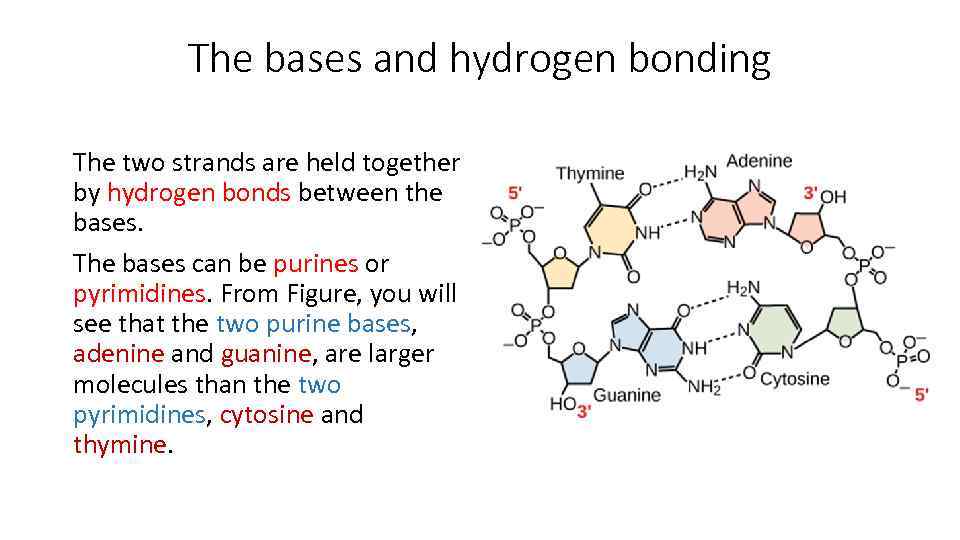 The bases and hydrogen bonding The two strands are held together by hydrogen bonds