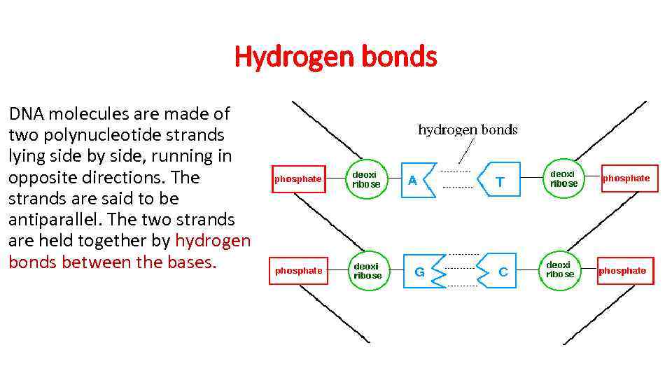 Hydrogen bonds DNA molecules are made of two polynucleotide strands lying side by side,