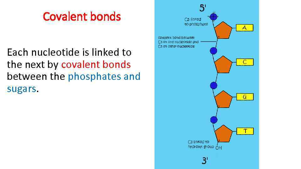 Covalent bonds Each nucleotide is linked to the next by covalent bonds between the