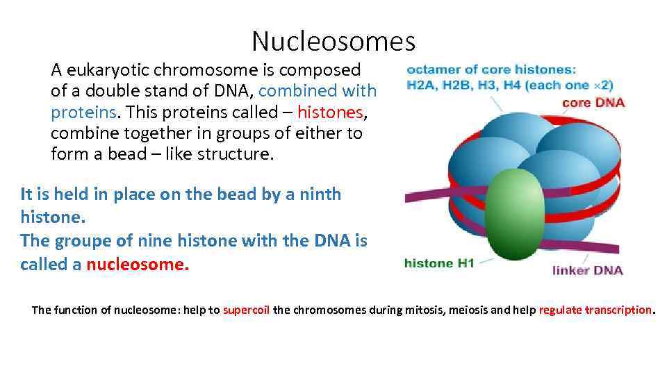 Nucleosomes A eukaryotic chromosome is composed of a double stand of DNA, combined with
