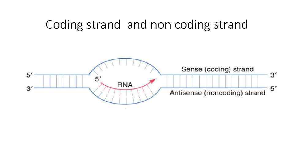 Coding strand non coding strand 