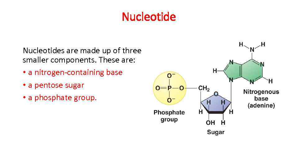 Nucleotides are made up of three smaller components. These are: • a nitrogen-containing base