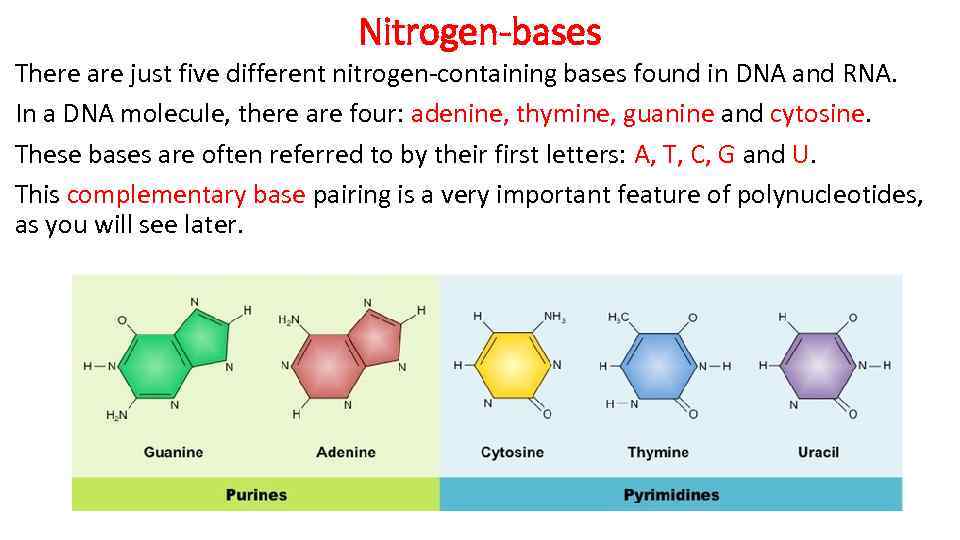 Nitrogen-bases There are just five different nitrogen-containing bases found in DNA and RNA. In