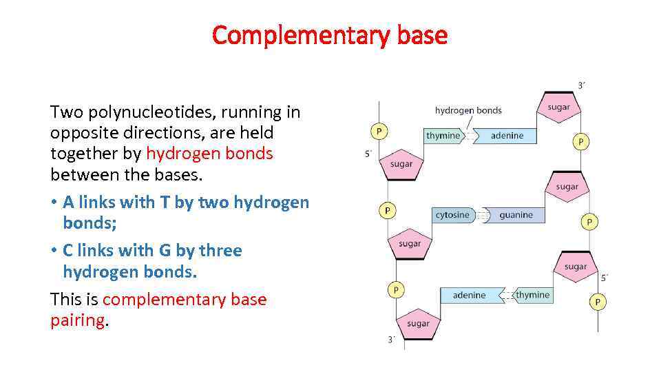 Complementary base Two polynucleotides, running in opposite directions, are held together by hydrogen bonds