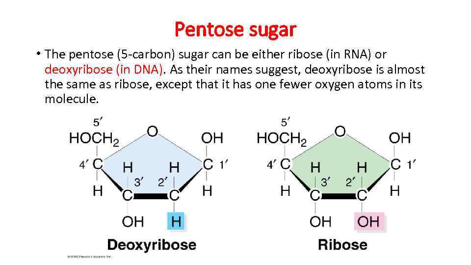 Pentose sugar • The pentose (5 -carbon) sugar can be either ribose (in RNA)