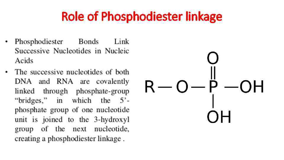 Role of Phosphodiester linkage 