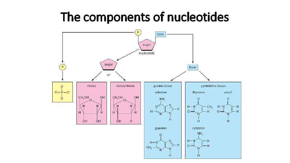 The components of nucleotides 