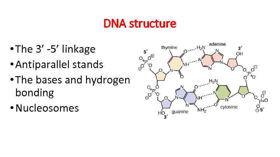 DNA structure • The 3’ -5’ linkage • Antiparallel stands • The bases and
