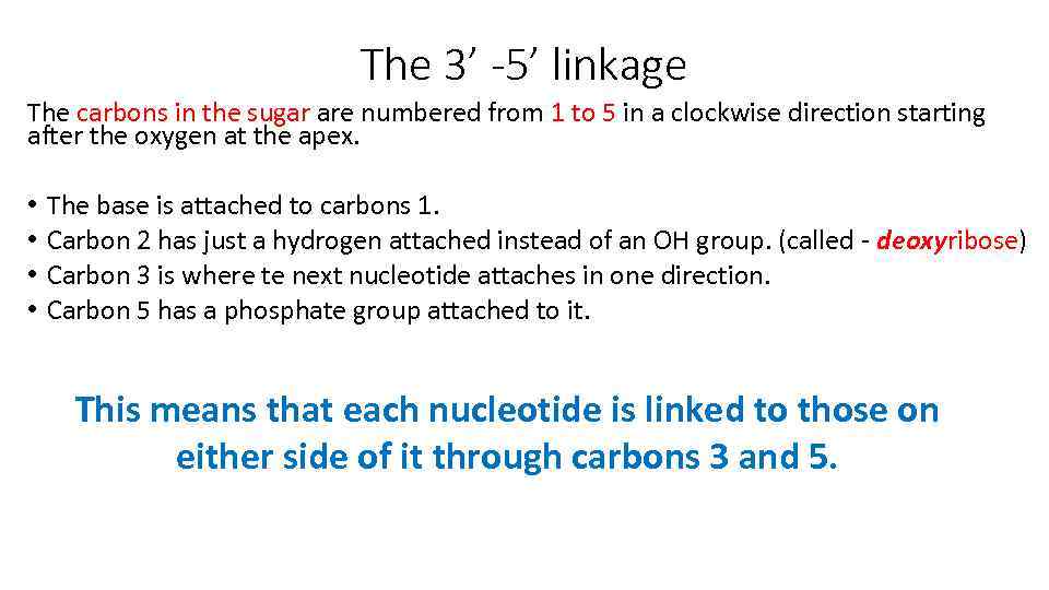 The 3’ -5’ linkage The carbons in the sugar are numbered from 1 to