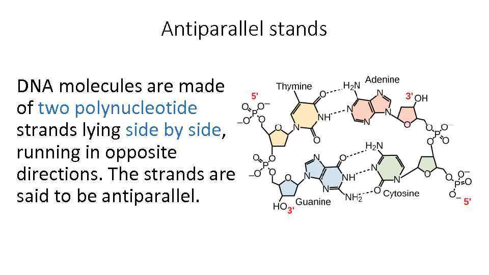 Antiparallel stands DNA molecules are made of two polynucleotide strands lying side by side,