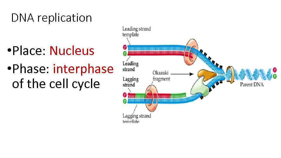 DNA replication • Place: Nucleus • Phase: interphase of the cell cycle 