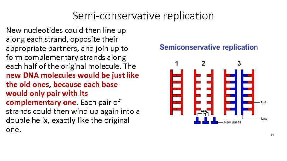 Semi-conservative replication New nucleotides could then line up along each strand, opposite their appropriate