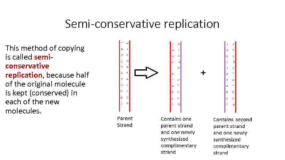 Semi-conservative replication This method of copying is called semiconservative replication, because half of the