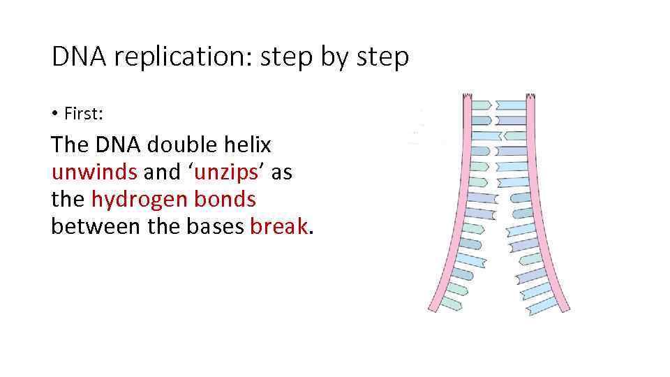 DNA replication: step by step • First: The DNA double helix unwinds and ‘unzips’