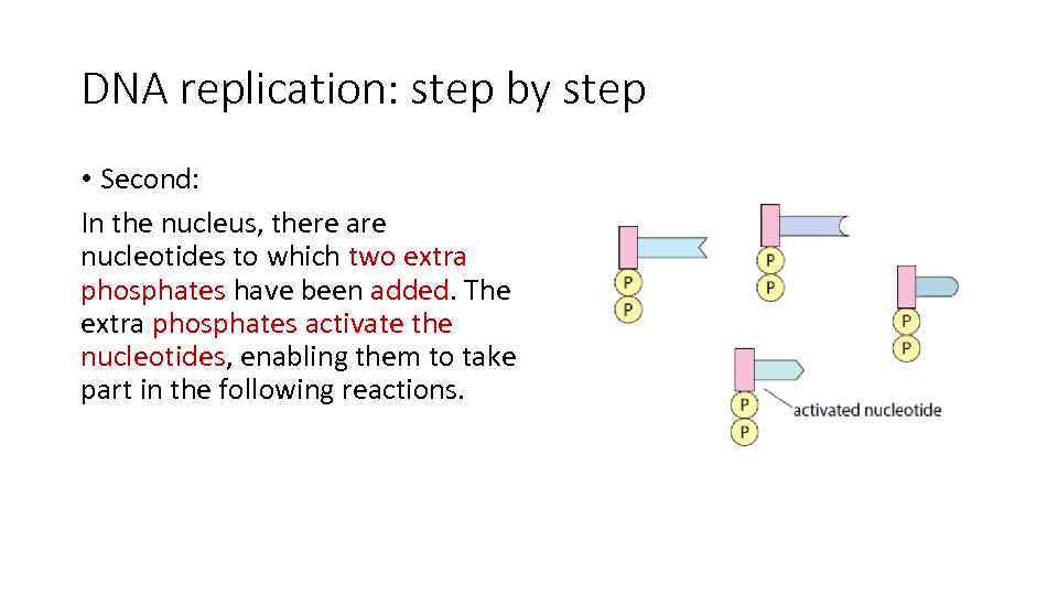 DNA replication: step by step • Second: In the nucleus, there are nucleotides to