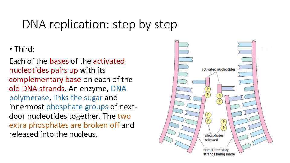 DNA replication: step by step • Third: Each of the bases of the activated