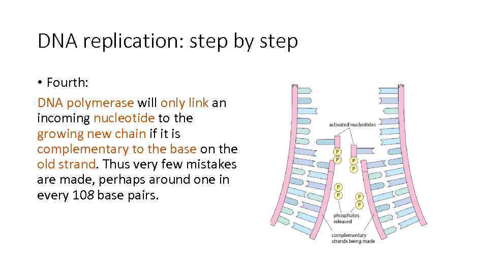 DNA replication: step by step • Fourth: DNA polymerase will only link an incoming