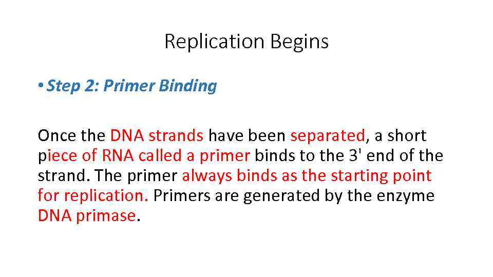 Replication Begins • Step 2: Primer Binding Once the DNA strands have been separated,