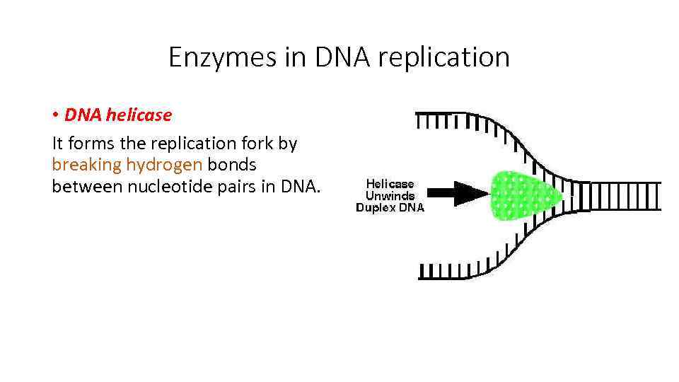 Enzymes in DNA replication • DNA helicase It forms the replication fork by breaking