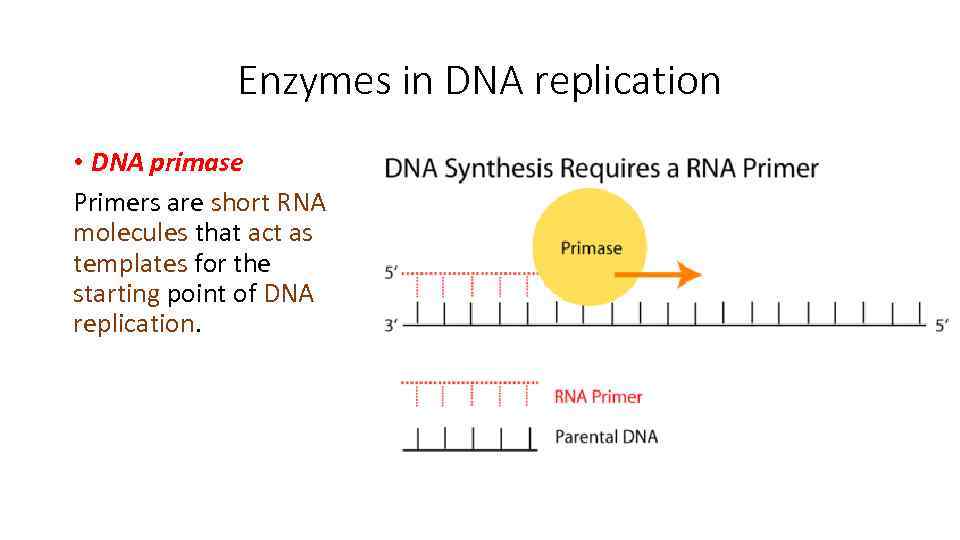 Enzymes in DNA replication • DNA primase Primers are short RNA molecules that act
