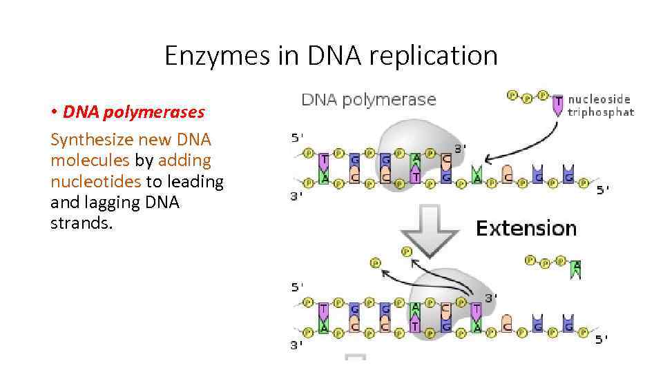 Enzymes in DNA replication • DNA polymerases Synthesize new DNA molecules by adding nucleotides
