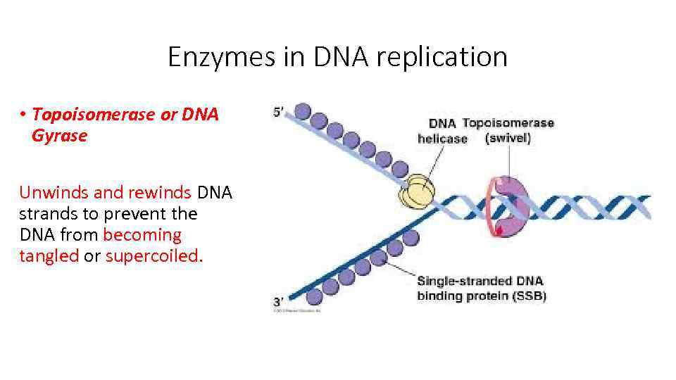 Enzymes in DNA replication • Topoisomerase or DNA Gyrase Unwinds and rewinds DNA strands
