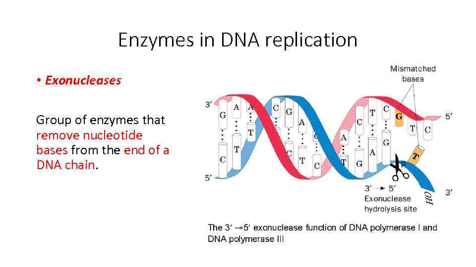 Enzymes in DNA replication • Exonucleases Group of enzymes that remove nucleotide bases from