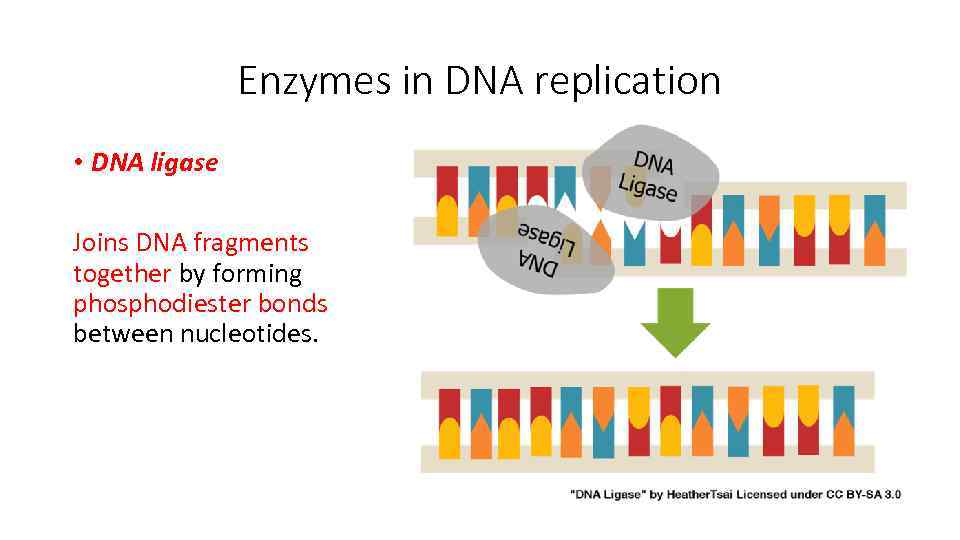Enzymes in DNA replication • DNA ligase Joins DNA fragments together by forming phosphodiester