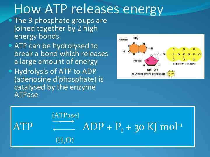 A 2 2 1 Energy and ATP We