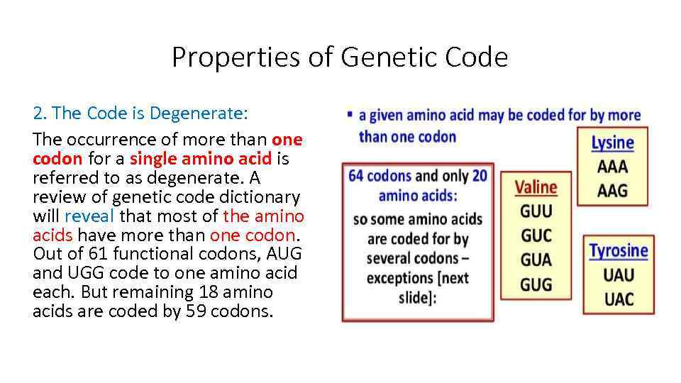 Properties of Genetic Code 2. The Code is Degenerate: The occurrence of more than