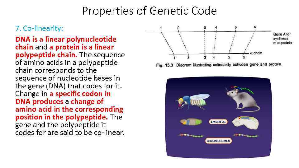 Properties of Genetic Code 7. Co-linearity: DNA is a linear polynucleotide chain and a