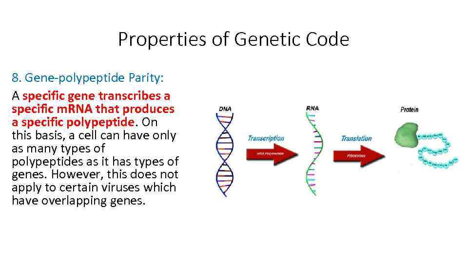 Properties of Genetic Code 8. Gene-polypeptide Parity: A specific gene transcribes a specific m.