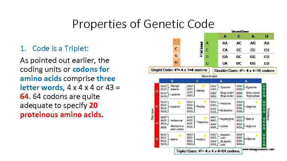 Properties of Genetic Code 1. Code is a Triplet: As pointed out earlier, the