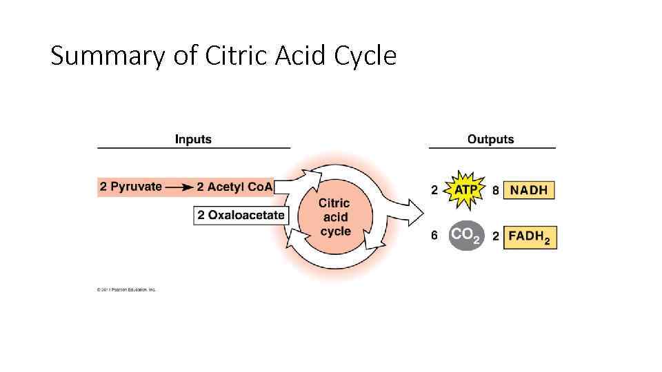 Summary of Citric Acid Cycle 