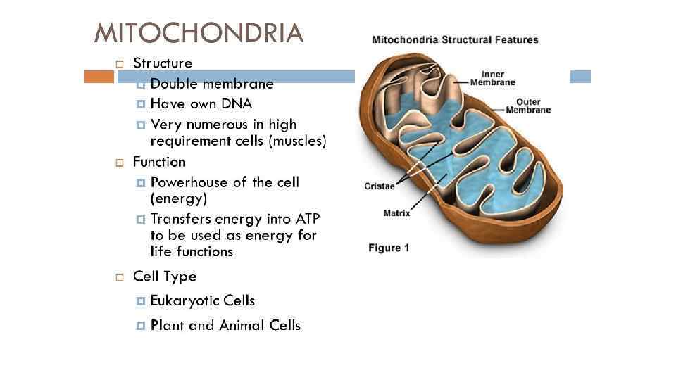 The Mitochondrial Structure And Processes Of Cellular Respiration
