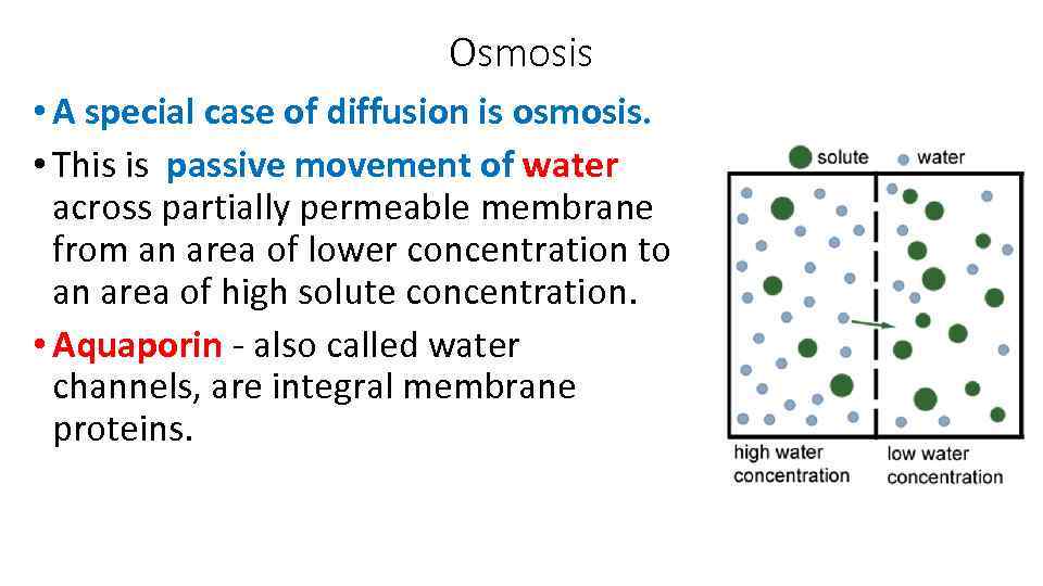 The mechanism of passive transport Learning objective