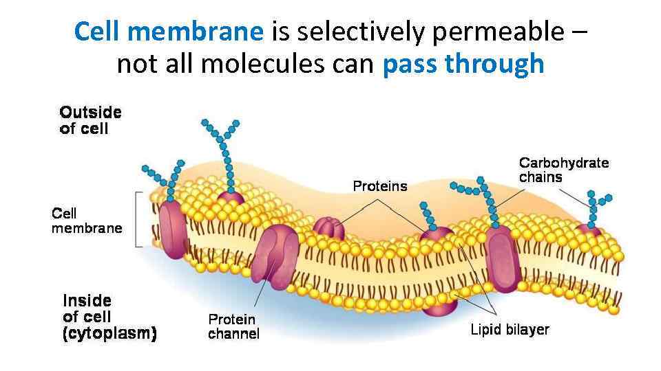 The mechanism of passive transport Learning objective